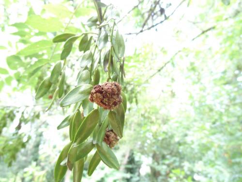 Aceria fraxinivora
